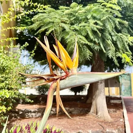 Cozy Two Bed Apartment. Costa Adeje (Tenerife)