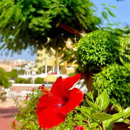 Cozy Two Bed Apartment. Apartment Costa Adeje (Tenerife)